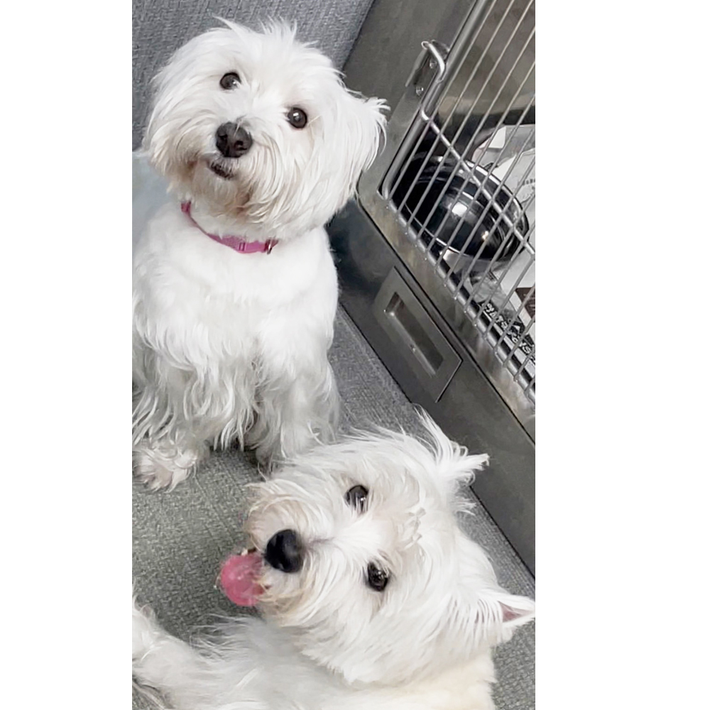 生徒が撮影したモデル犬の写真③